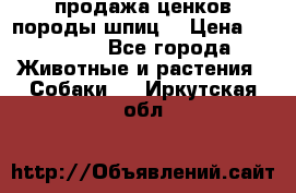 продажа ценков породы шпиц  › Цена ­ 35 000 - Все города Животные и растения » Собаки   . Иркутская обл.